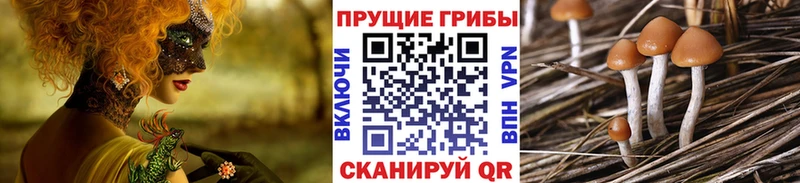 Псилоцибиновые грибы Psilocybine cubensis  Элиста 
